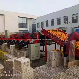 Online en -gros de mere portocaliu portocaliu cu tomate cartofi de gradare a fructelor de sortare